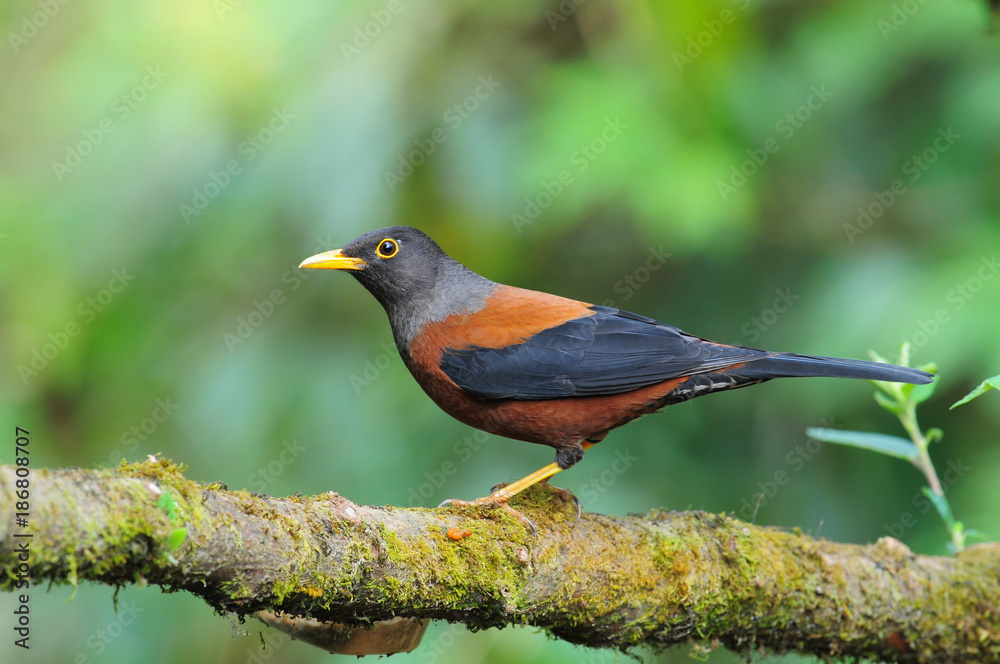 Obraz premium Beautiful bird, Chestnut Thrush (Turdus rubrocanus)