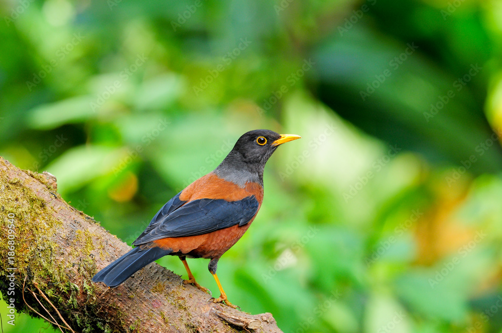 Beautiful bird, Chestnut Thrush (Turdus rubrocanus) Beautiful bird, Chestnut Thrush (Turdus rubrocanus)