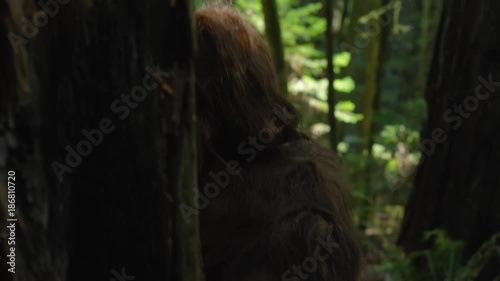 Bigfoot looking for other creatures in the forest