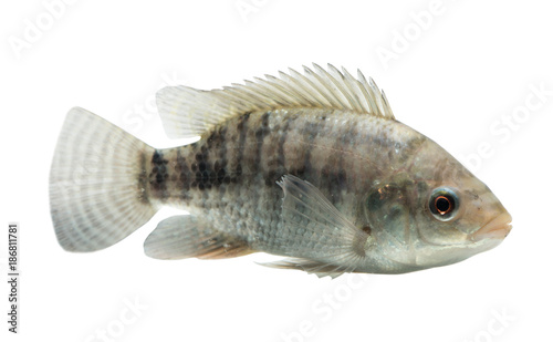 Oreochromis niloticus ,Fresh raw fish isolated on white background with clipping path