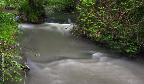 A small river in a green forest