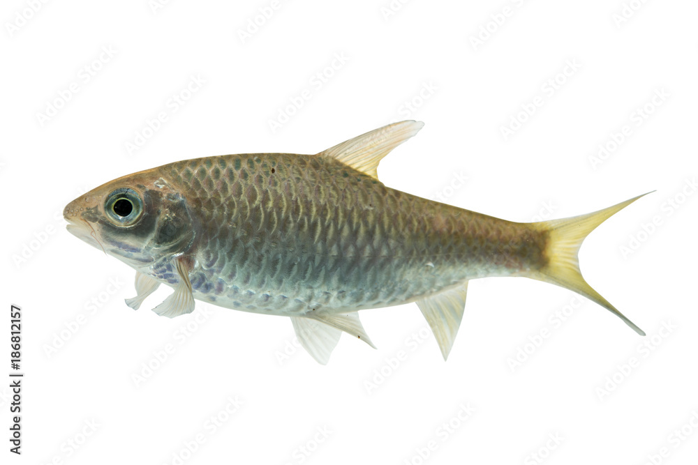 Puntius brevis(Swamp barb),Fresh raw fish isolated on white background with clipping path Puntius brevis(Swamp barb),Fresh raw fish isolated on white background with clipping path