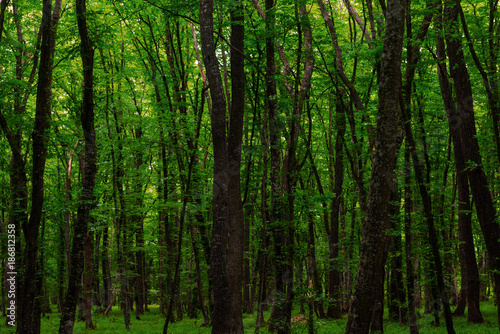 Fototapeta Naklejka Na Ścianę i Meble -  Summer green forest
