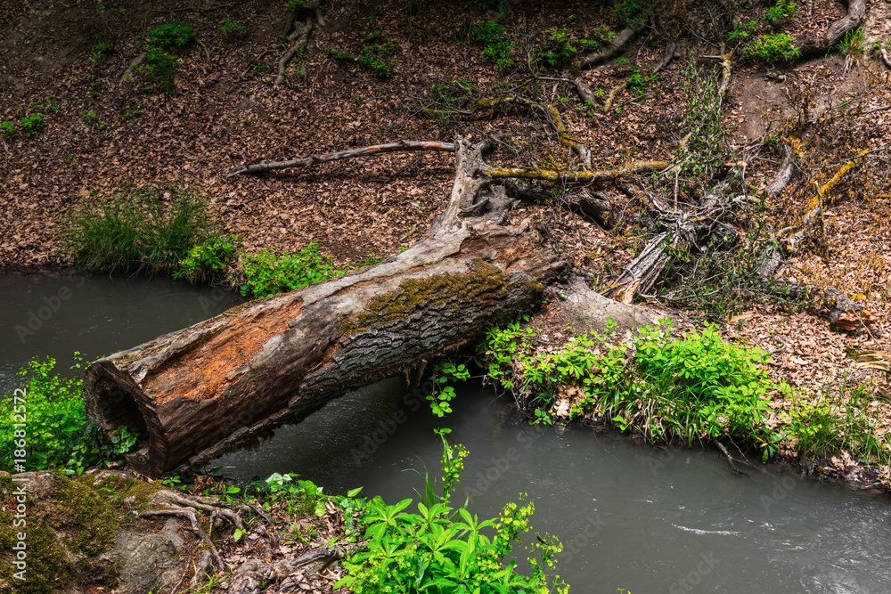 Obraz premium Fallen tree in the forest