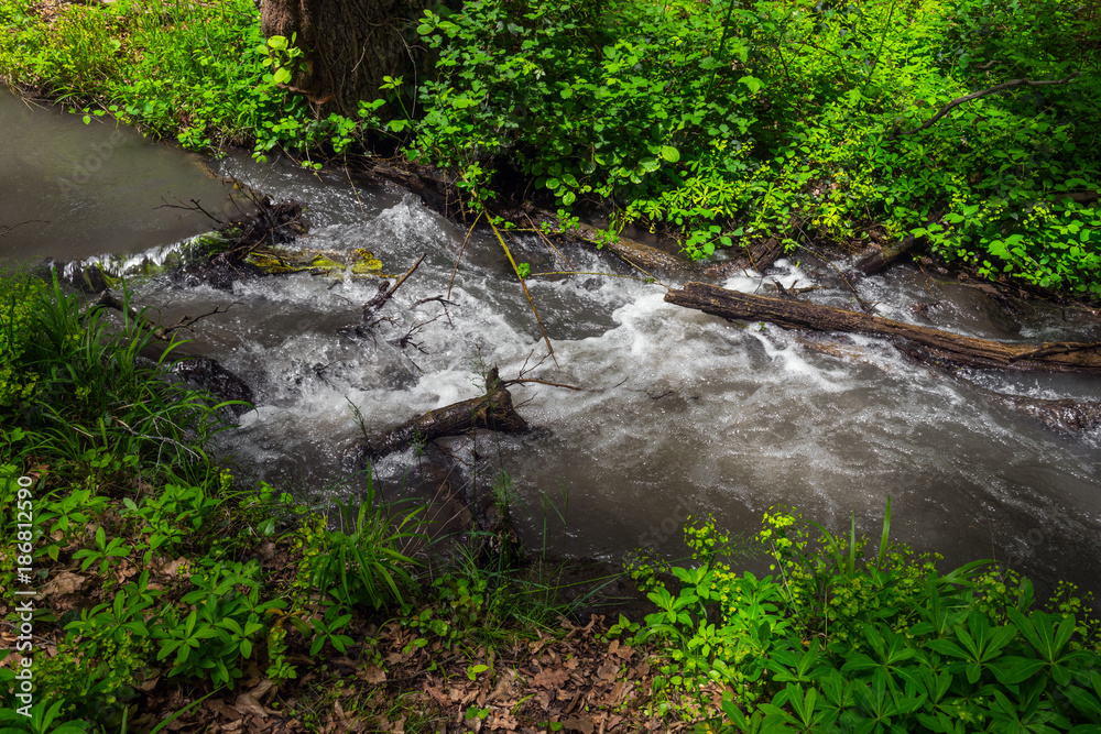 Obraz premium A small river in a green forest