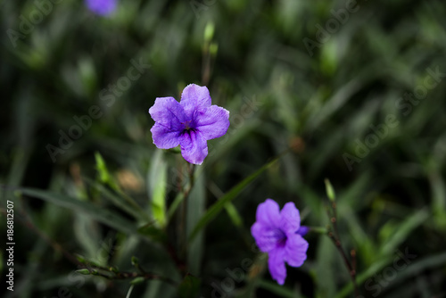 selective solf focus beautiful purble color flower in the garden