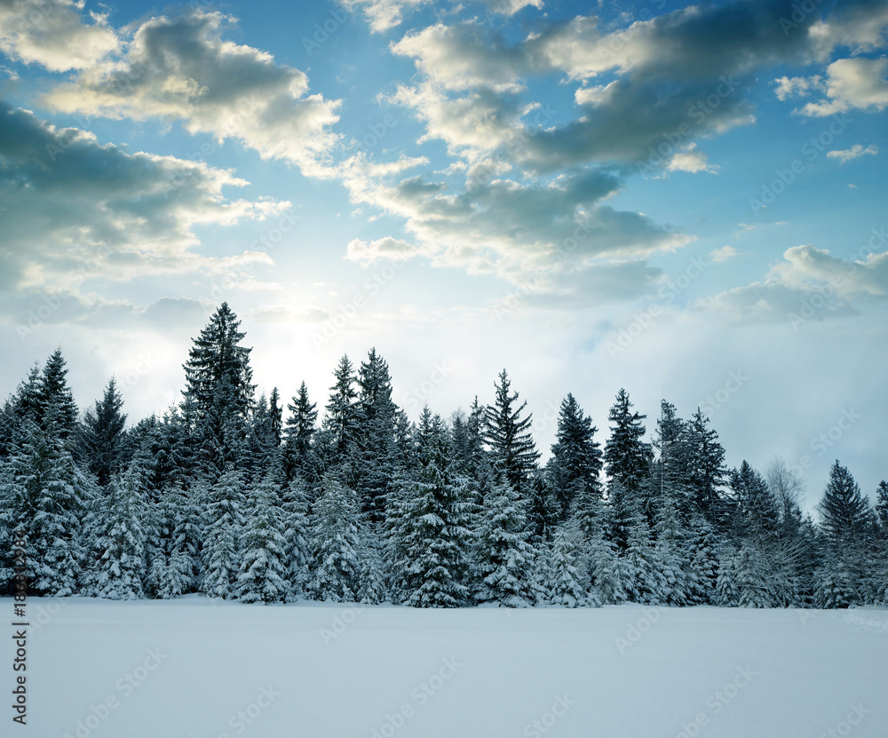 Snowy trees in winter landscape at sunset. National park Sumava in Czech Republic. Snowy trees in winter landscape at sunset. National park Sumava in Czech Republic.