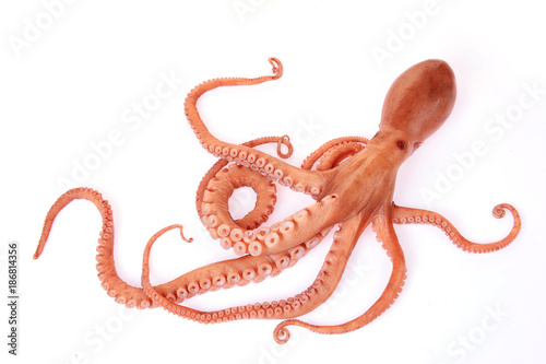 Octopus on a white background