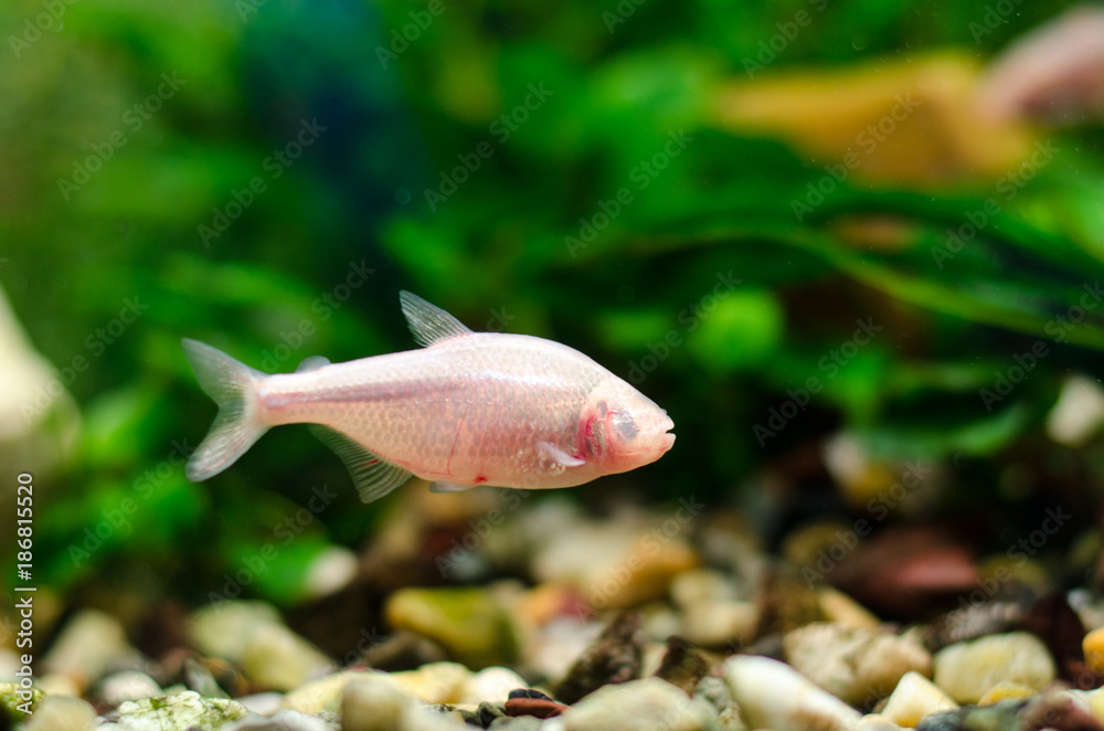 Fototapeta premium Blind cave fish or Mexican Astianaksa in the aquarium,