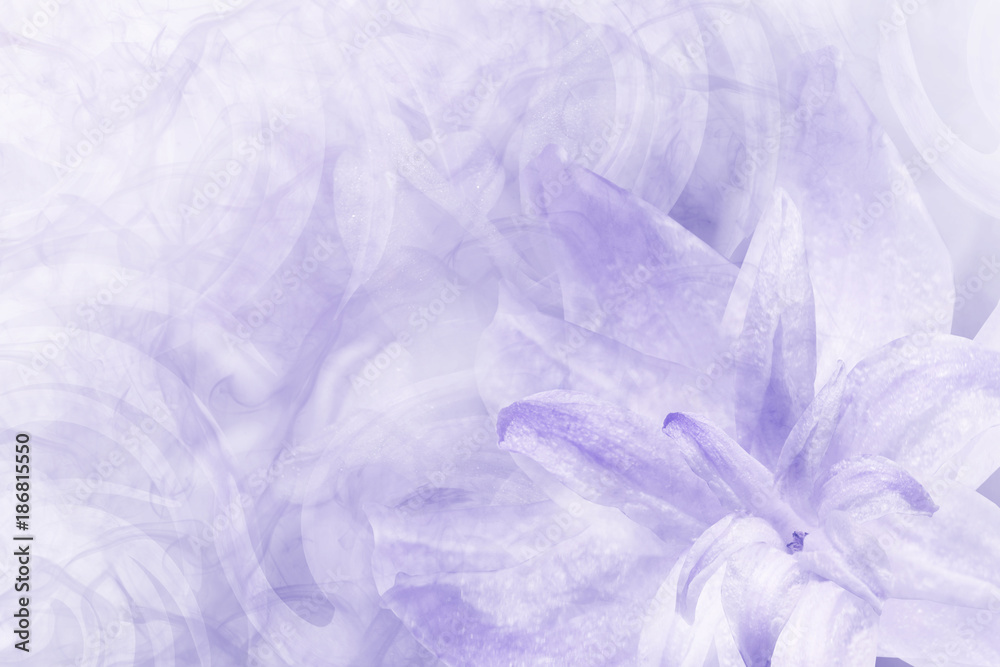 Fototapeta premium Floral abstract light violet-white background. Petals of a lily flower on a white blue frosty background. Close-up. Flower collage for postcard. Nature.