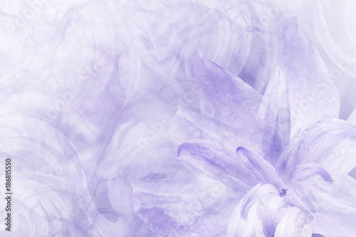 Floral abstract light violet-white background. Petals of a lily flower on a white blue frosty background. Close-up. Flower collage for postcard. Nature.