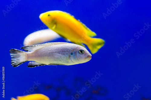 Fish Psevdotrofeus of Socolofi Cichlid in the aquarium