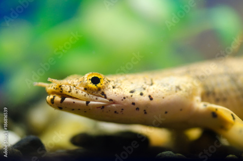 The Senegalese polypterus in the Aquarium