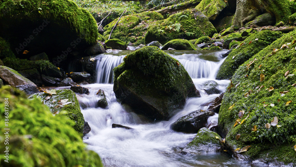 Fluss im Wald