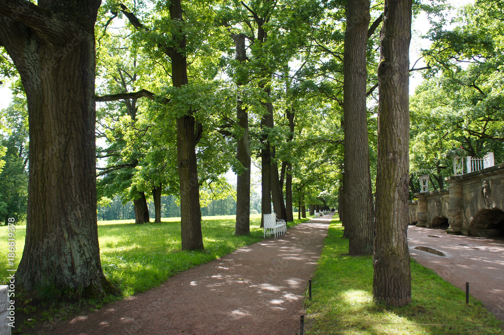 Oak alley at Tsarskoye Selo, Pushkin, Saint-Petersburg, Russia 