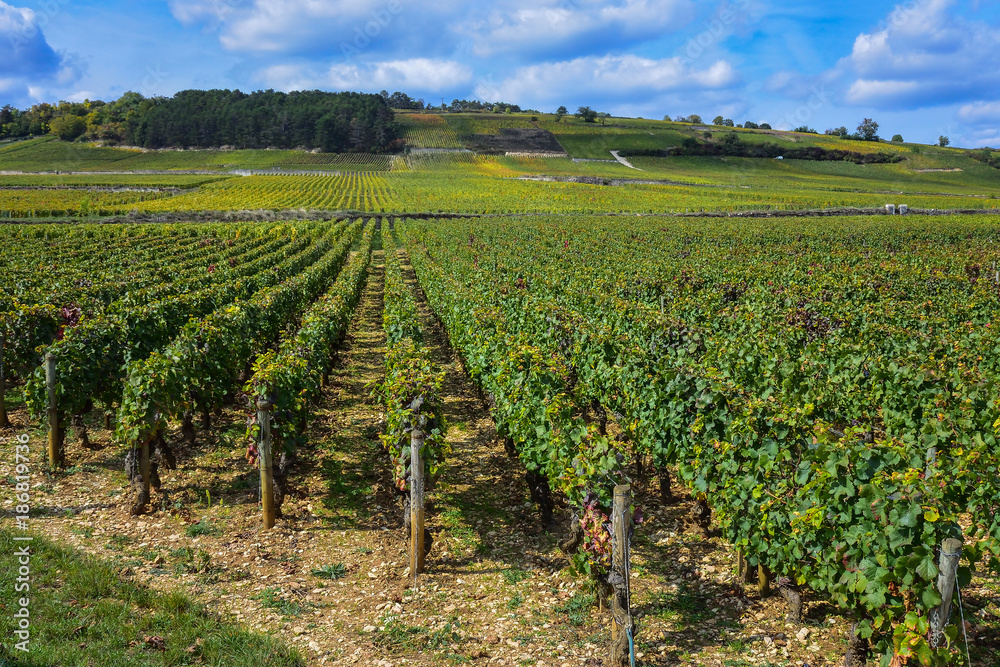 France Burgundy Volnay vineyards