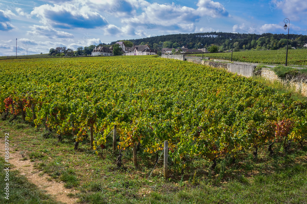 France Burgundy Volnay vineyards