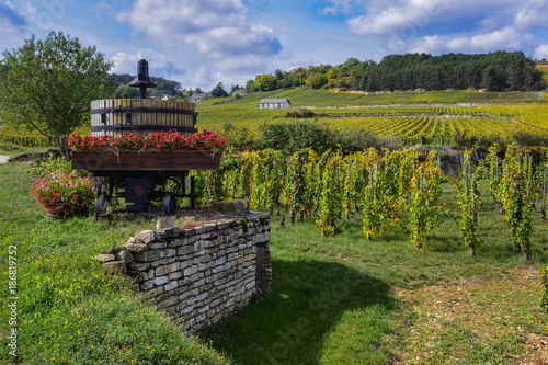 France Burgundy Volnay vineyards photo