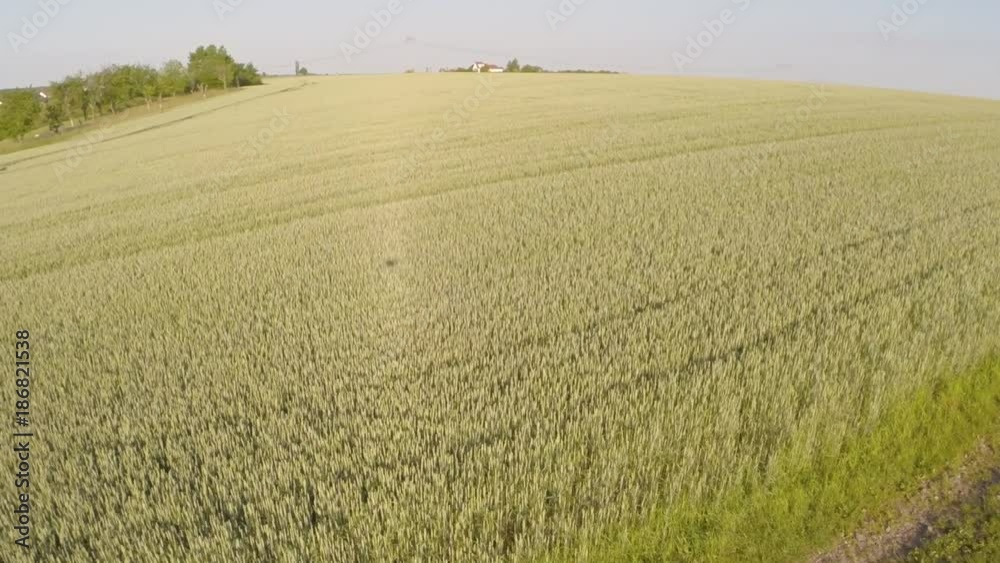 Flight over ripe wheat field Flight over ripe wheat field