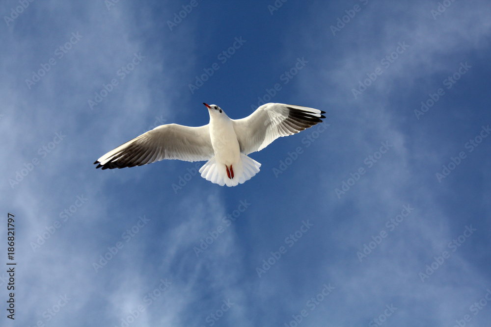 Fototapeta premium seagull close flying