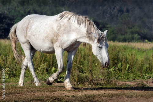 White working horse. © twinlynx