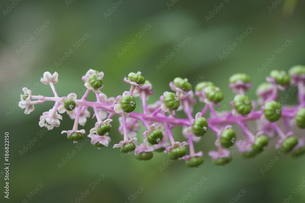 Knospen Knospen