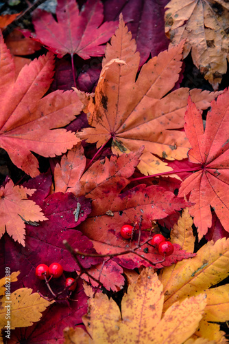 Beautiful colours of Autumn, Hokkaido, Japan