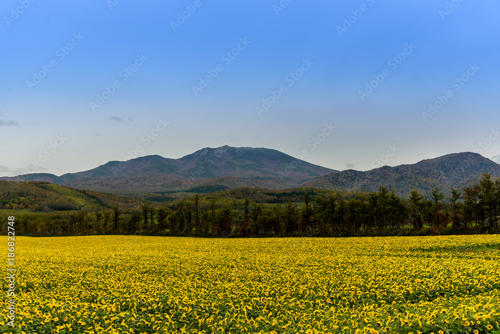 A field of sunflowers near Shiretoko, Hokkaido, Japan