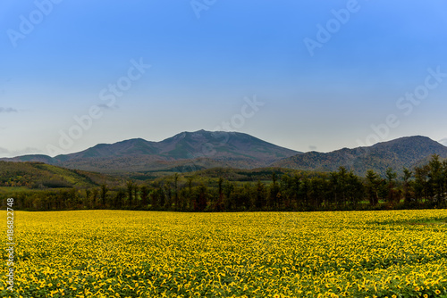 A field of sunflowers near Shiretoko  Hokkaido  Japan