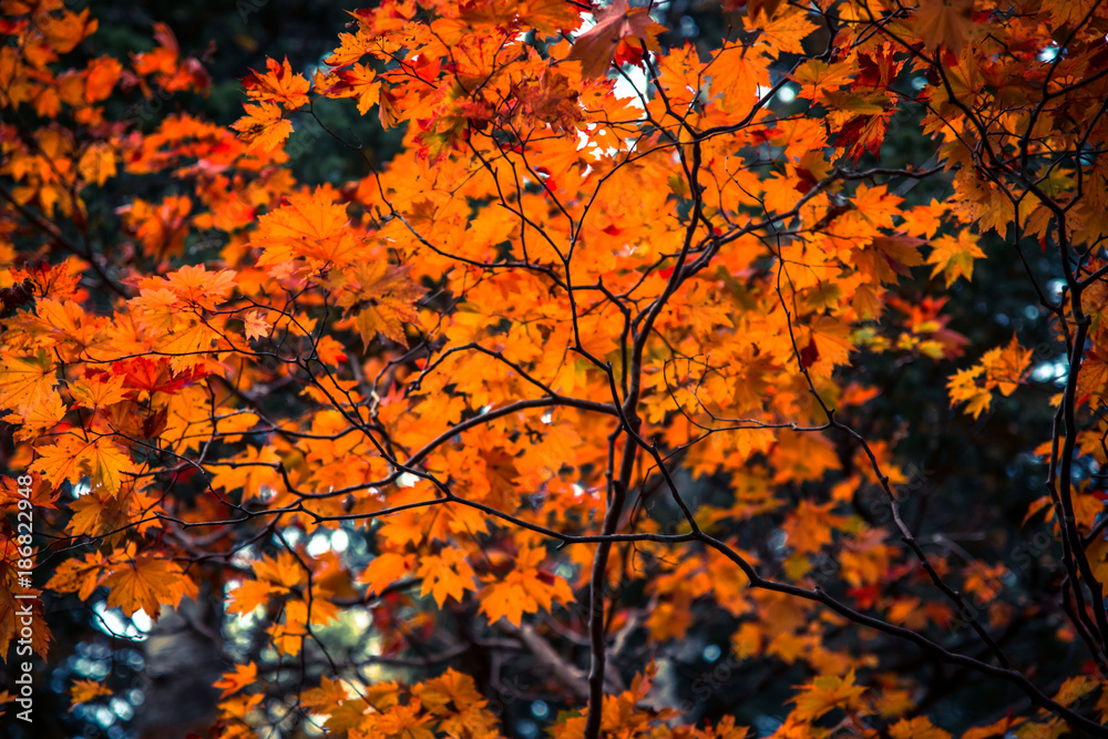 Beautiful colours of Autumn, Hokkaido, Japan Beautiful colours of Autumn, Hokkaido, Japan