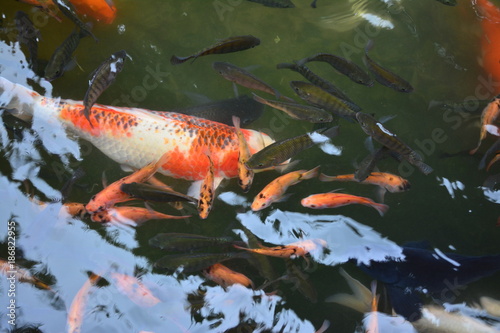 Fancy Carps Fish or Koi Carp swim in underwater the garden or Movement of swimming colorful fancy carp fish © wattanapon
