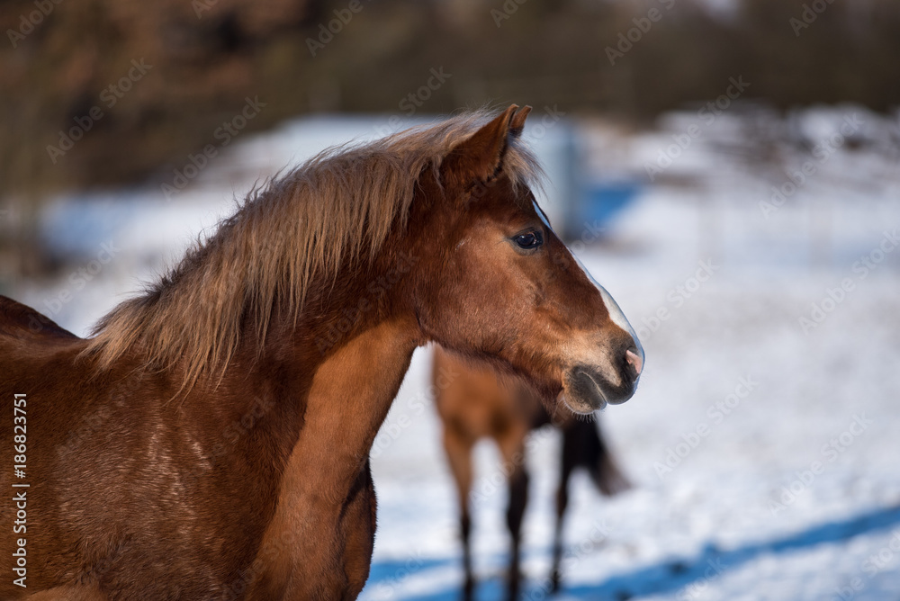 Obraz premium Beautiful horses in winter.