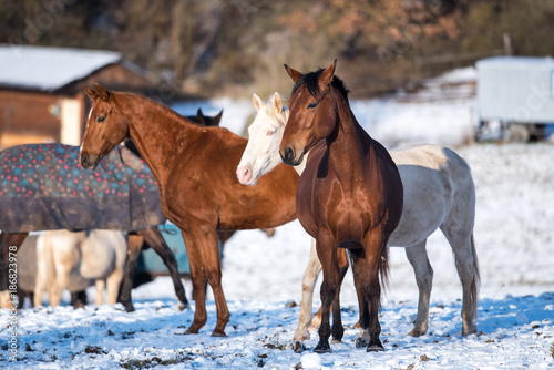 Beautiful horses in winter. © chphotography85
