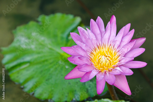 Beautiful waterlily or lotus flower blooming with green leaf background in the pond at sunny summer or spring day for postcard, beauty decoration and agriculture idea concept design.