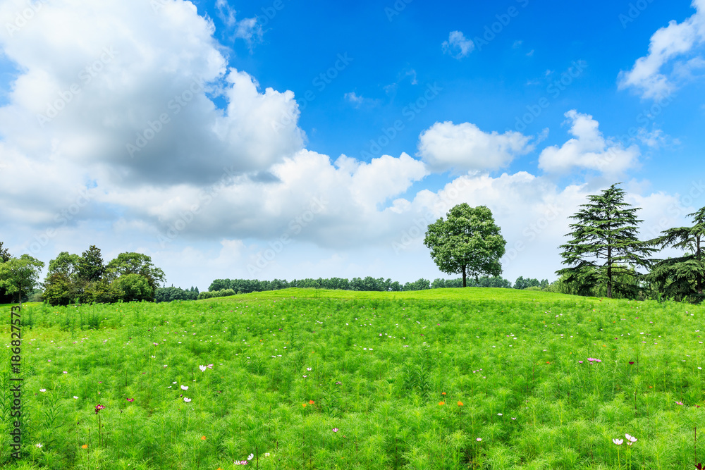 green meadow and trees landscape in the nature park,beautiful summer season green meadow and trees landscape in the nature park,beautiful summer season