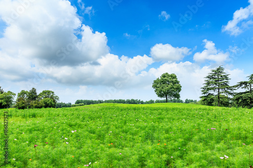 green meadow and trees landscape in the nature park,beautiful summer season