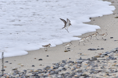 Red-necked stints on Japanese beach
