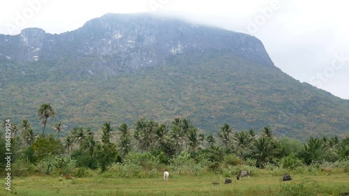 Cattle eating grass in field with row of tree and mountain behind in cloudy day photo