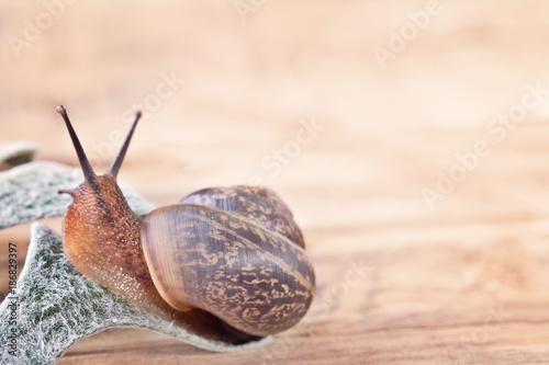 The snail creeps on a wooden table.