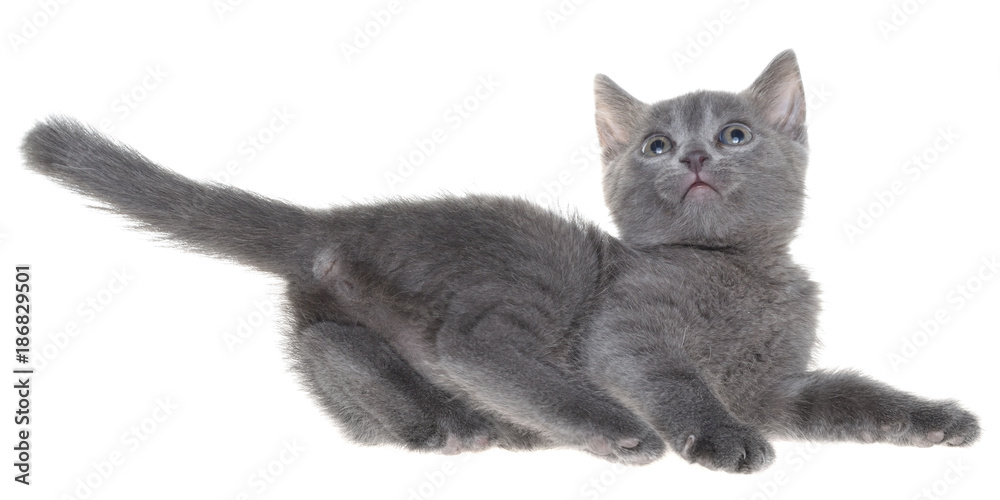 Frightened gray kitten lay isolated