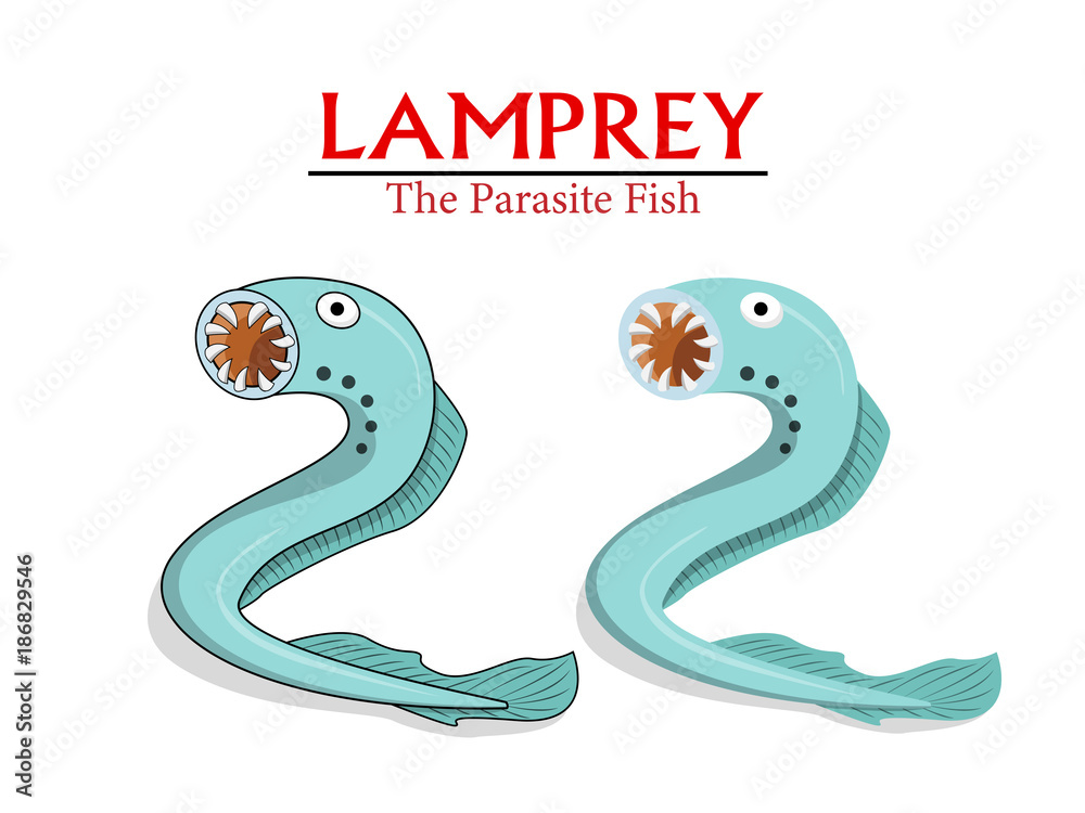 Fototapeta premium Lamprey , Parasite Fish in vector cartoon design