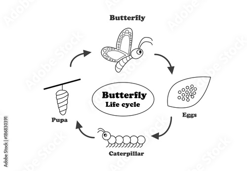 Butterfly life cycle in outline style, vector