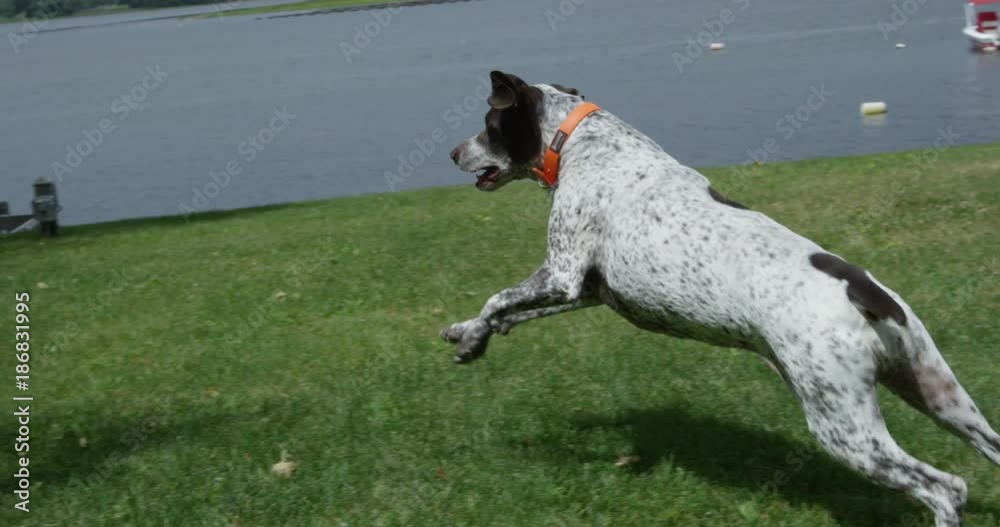 Dog running on grass - close up slow motion