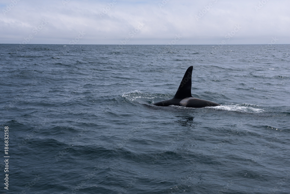A group of Killer Whales swimming in the sea of Okhotsk near the Shiretoko Peninsula, Hokkaido, Japan A group of Killer Whales swimming in the sea of Okhotsk near the Shiretoko Peninsula, Hokkaido, Japan