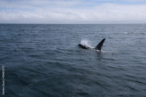 A group of Killer Whales swimming in the sea of Okhotsk near the Shiretoko Peninsula  Hokkaido  Japan