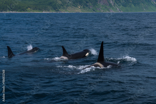 A group of Killer Whales swimming in the sea of Okhotsk near the Shiretoko Peninsula, Hokkaido, Japan