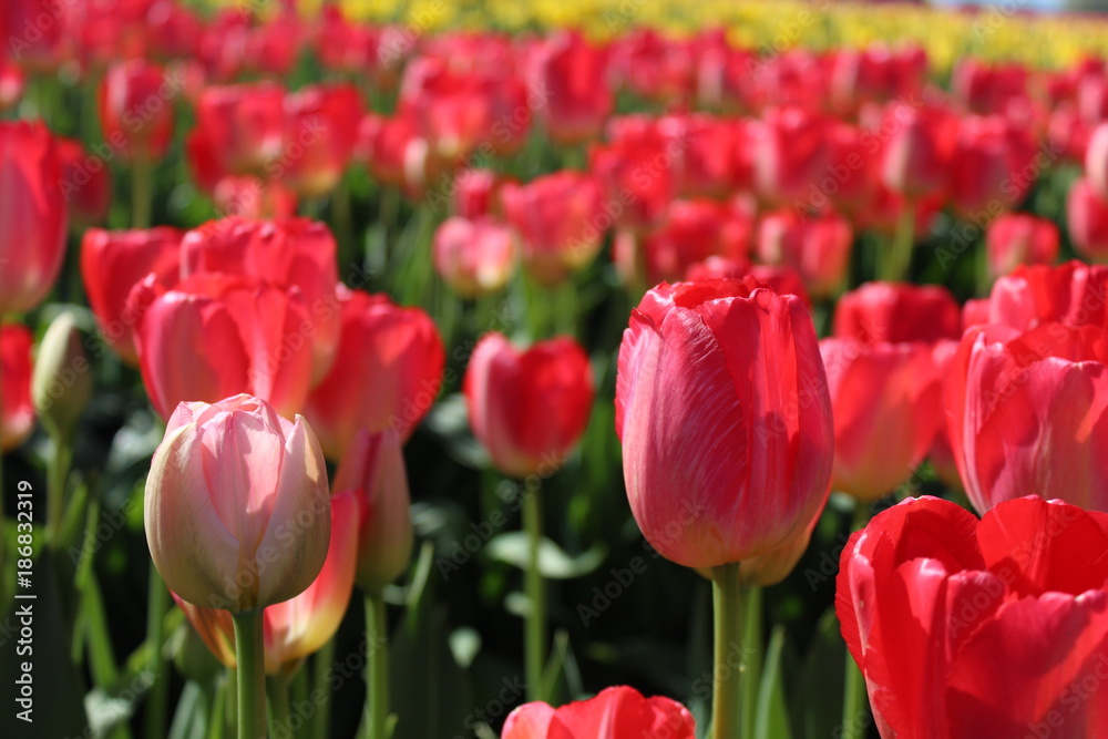 Red and Pink Tulip Fields