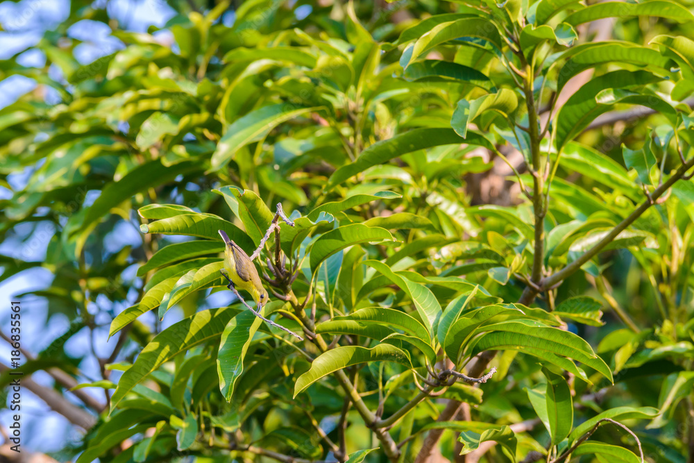 Brown-throated Sunbird or Plain-throated Sunbird on a tree branch