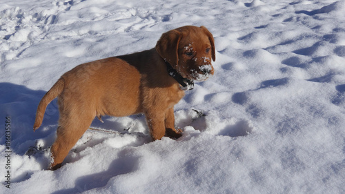 Rot brauner junger Labrador Welpe steht mit Schnee auf Schnauze