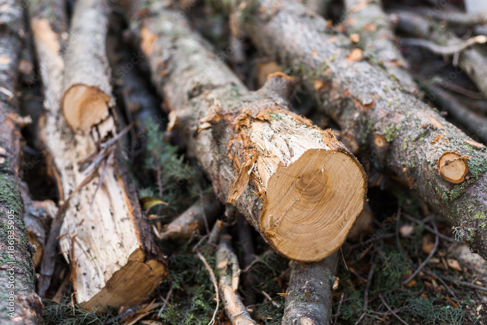Fototapeta premium Tronchi di legna da ardere 